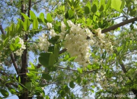 國(guó)槐、刺槐、洋槐，這三個(gè)的區(qū)別辦法是什么？(圖2)