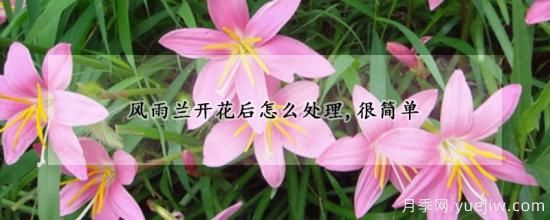 風(fēng)雨蘭開(kāi)花后怎么處理，很簡(jiǎn)單(圖1)