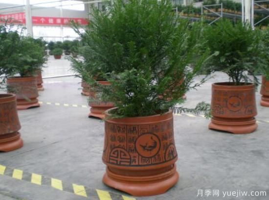 紅豆杉盆景怎么修剪，遵循兩點(diǎn)原則掌握六點(diǎn)方法(圖5)