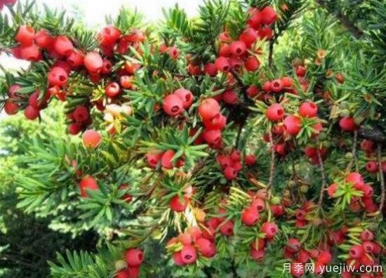 紅豆杉盆景怎么修剪，遵循兩點(diǎn)原則掌握六點(diǎn)方法(圖7)