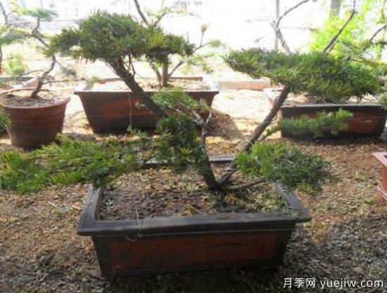 紅豆杉盆景怎么修剪，遵循兩點(diǎn)原則掌握六點(diǎn)方法(圖8)