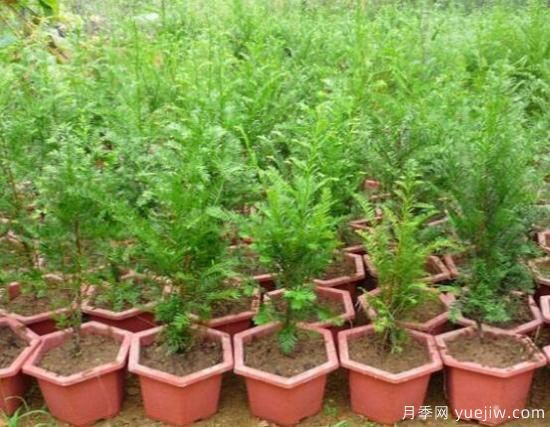 紅豆杉施什么肥好，紅豆杉施氮、磷、鉀肥***好(圖1)
