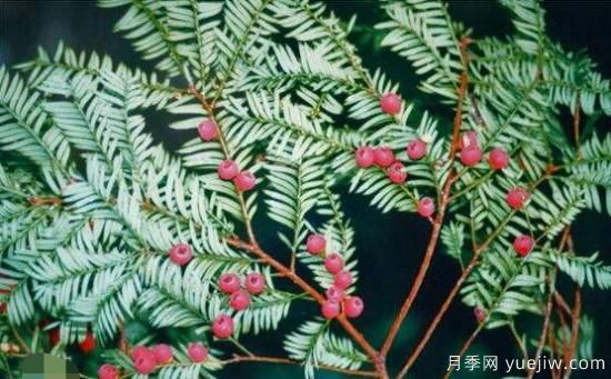 紅豆杉的花語(yǔ)是什么，紅豆杉代表著高雅、思念之情(圖5)