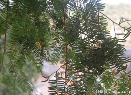 紅豆杉的花語(yǔ)是什么，紅豆杉代表著高雅、思念之情(圖2)