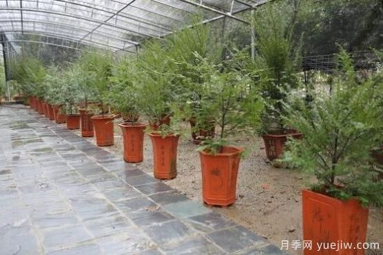 紅豆杉施什么肥好，紅豆杉施氮、磷、鉀肥***好(圖7)