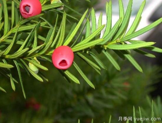 紅豆杉施什么肥好，紅豆杉施氮、磷、鉀肥***好(圖6)
