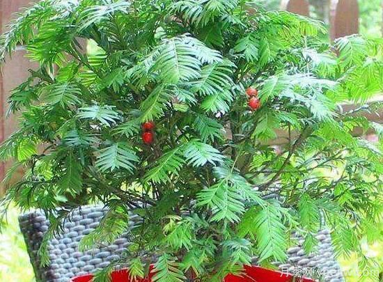 紅豆杉施什么肥好，紅豆杉施氮、磷、鉀肥***好(圖5)