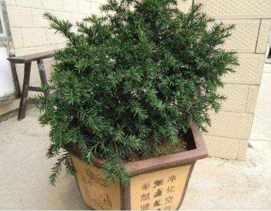 紅豆杉施什么肥好，紅豆杉施氮、磷、鉀肥***好(圖3)