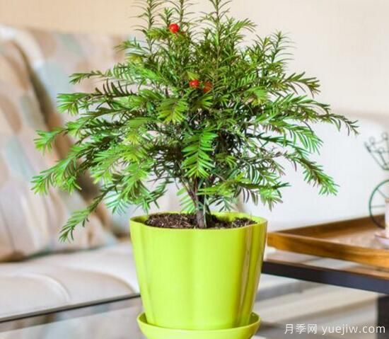 紅豆杉施什么肥好，紅豆杉施氮、磷、鉀肥***好(圖2)