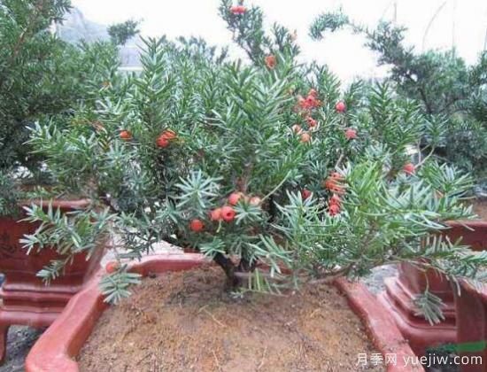 紅豆杉施什么肥好，紅豆杉施氮、磷、鉀肥***好(圖4)