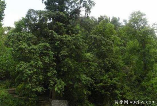 紅豆杉的花語(yǔ)是什么，紅豆杉代表著高雅、思念之情(圖1)