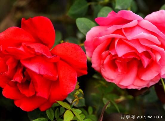 月季適合送給什么人，盤點送五個***適宜人(圖1)