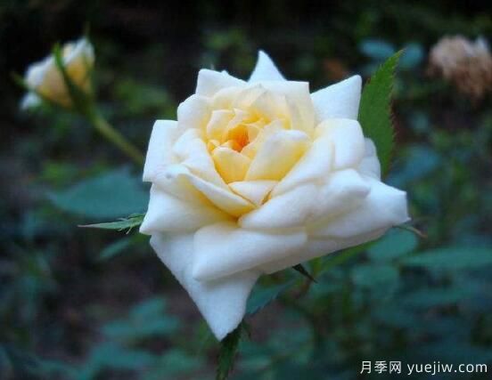 月季適合送給什么人，盤點送五個***適宜人(圖3)