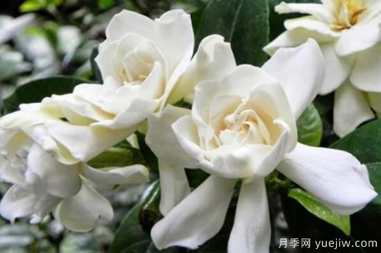 梔子花的花語(yǔ)，梔子花圖片大全(圖4)