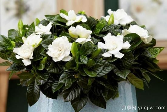梔子花的花語(yǔ)，梔子花圖片大全(圖2)