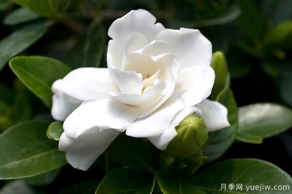 梔子花的花語(yǔ)，梔子花圖片大全(圖1)