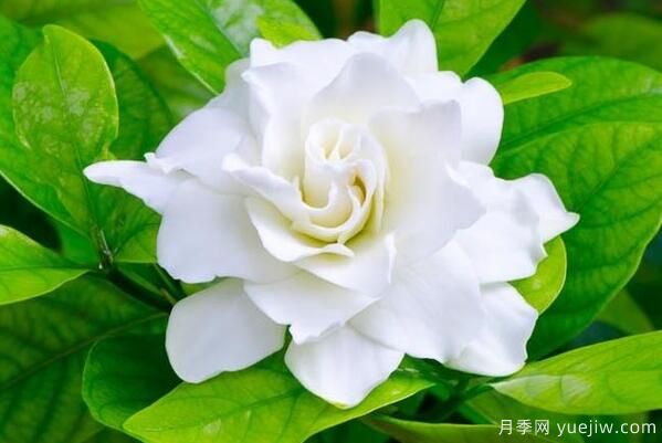 梔子花的花語(yǔ)，梔子花圖片大全(圖3)