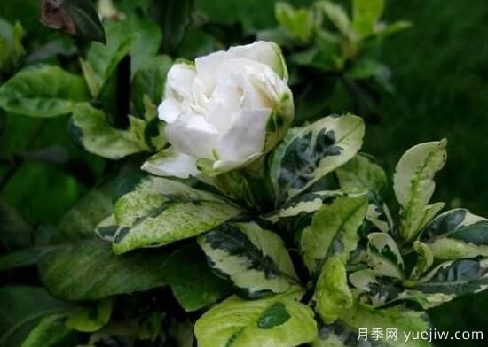 梔子花有哪些品種，梔子花品種圖片大全(圖5)