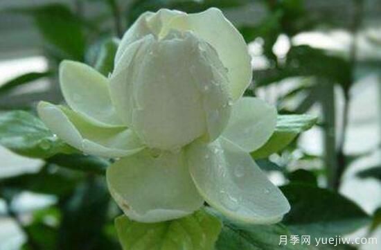 梔子花有哪些品種，梔子花品種圖片大全(圖1)