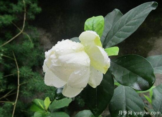 梔子花有哪些品種，梔子花品種圖片大全(圖4)