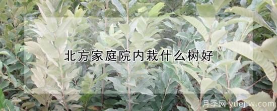 北方家庭院內(nèi)栽什么樹(shù)好(圖1)