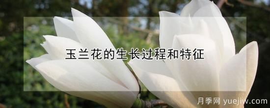 玉蘭花的生長(zhǎng)過程和特征(圖1)