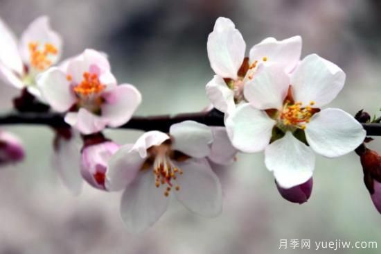 先開花后長(zhǎng)葉的樹是什么樹(圖3)