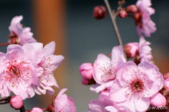 先開花后長(zhǎng)葉的樹是什么樹(圖2)