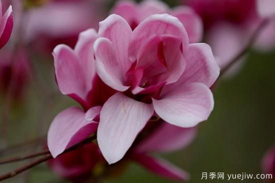 玉蘭花哪個(gè)季節(jié)開放(圖2)