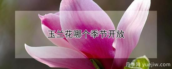玉蘭花哪個(gè)季節(jié)開放(圖1)