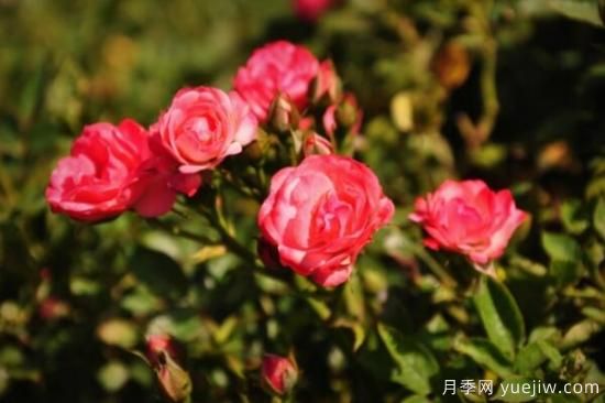 月季花品類大全，月季花的5大品種(圖4)
