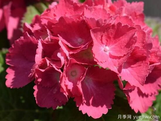 繡球花有哪些品種，繡球花品種圖片大全(圖3)