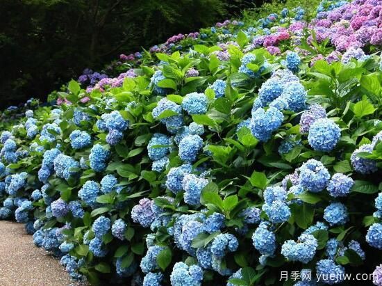 繡球花有哪些品種，繡球花品種圖片大全(圖1)