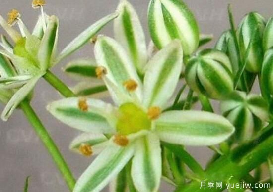 萬年青種類及圖片大全，盤點(diǎn)做好看的六大種類(圖3)