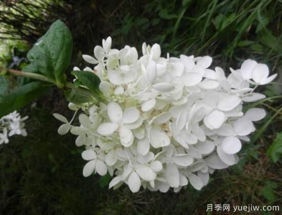 繡球花有哪些品種，繡球花品種圖片大全(圖10)