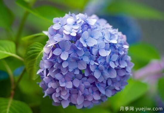 繡球花有哪些品種，繡球花品種圖片大全(圖7)
