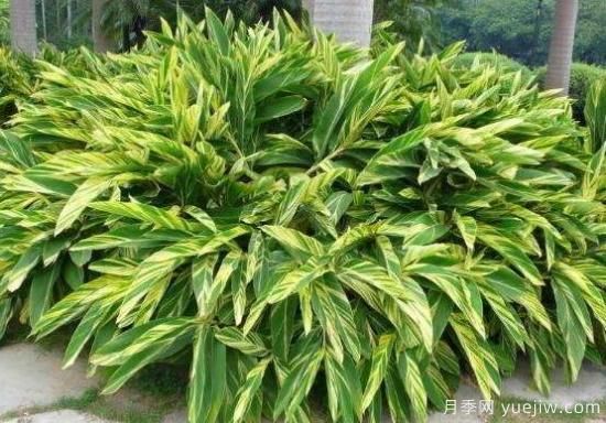 萬年青種類及圖片大全，盤點(diǎn)做好看的六大種類(圖2)