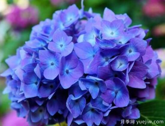 繡球花有哪些品種，繡球花品種圖片大全(圖6)