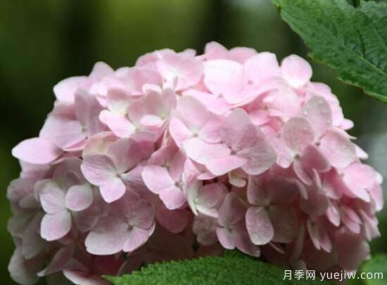 繡球花有哪些品種，繡球花品種圖片大全(圖11)