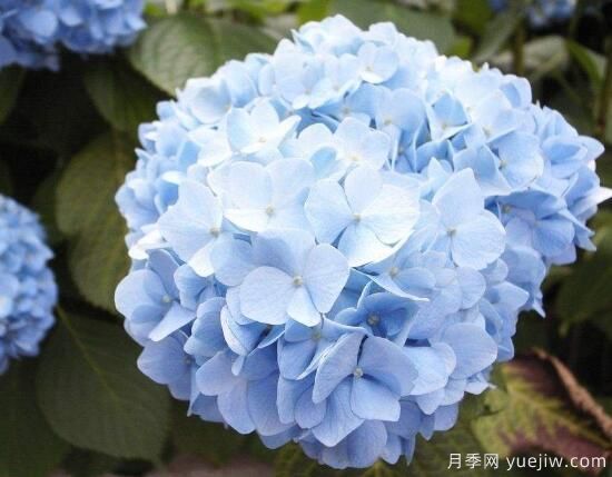 繡球花有哪些品種，繡球花品種圖片大全(圖5)