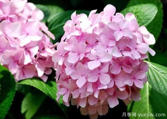 繡球花有哪些品種，繡球花品種圖片大全(圖13)