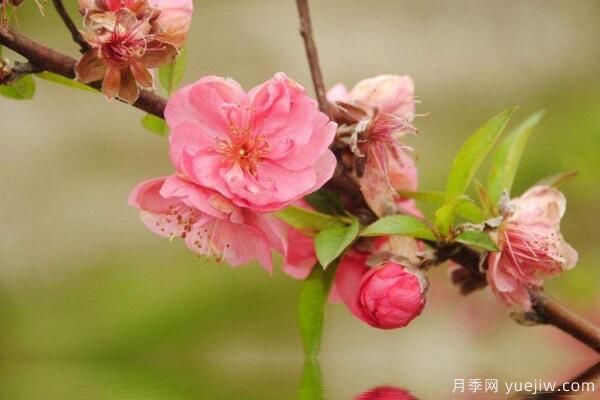 桃花的蟲害防治大全，紅蜘蛛的危害非常嚴重(圖3)