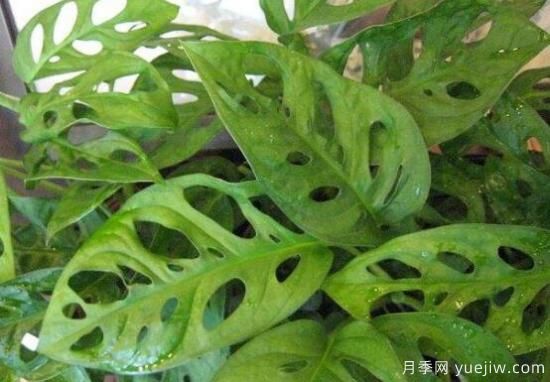 萬年青種類及圖片大全，盤點(diǎn)做好看的六大種類(圖4)
