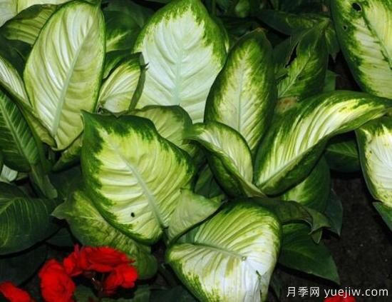 萬年青種類及圖片大全，盤點(diǎn)做好看的六大種類(圖5)