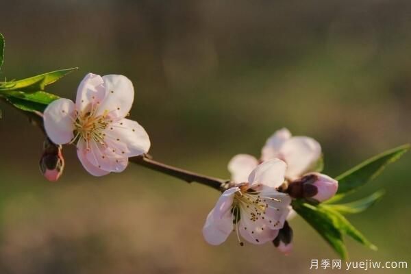 桃花的蟲害防治大全，紅蜘蛛的危害非常嚴重(圖4)