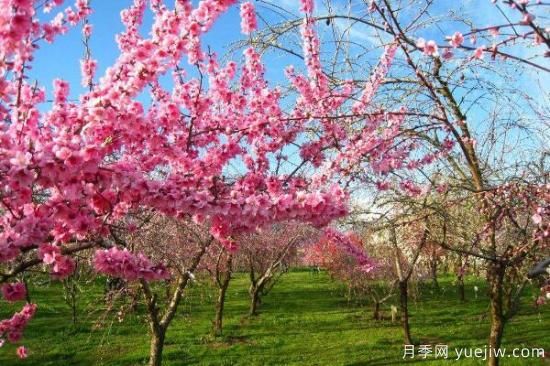 桃花的蟲害防治大全，紅蜘蛛的危害非常嚴重(圖2)