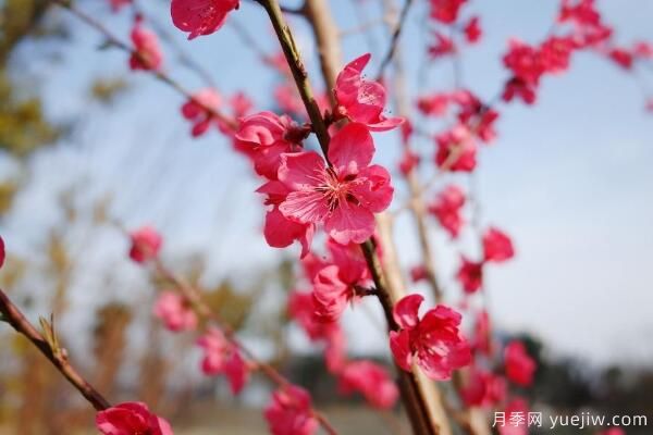 桃花的蟲害防治大全，紅蜘蛛的危害非常嚴重(圖1)