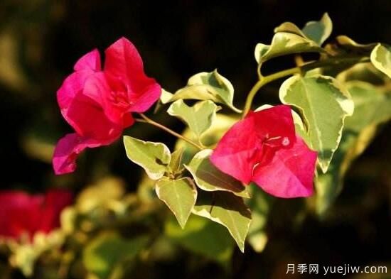 三角梅有哪些品種，常見(jiàn)的三角梅品種大全(圖6)