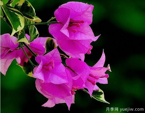 三角梅有哪些品種，常見(jiàn)的三角梅品種大全(圖9)