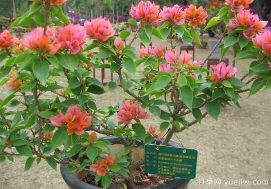 三角梅有哪些品種，常見(jiàn)的三角梅品種大全(圖2)